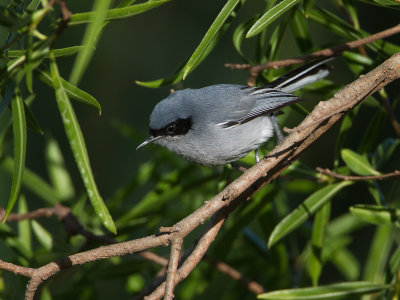 Masked Gnatcatcher / Maskermuggenvanger / Polioptila dumicola