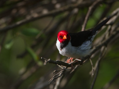 Red-crested Cardinal / Roodkuifkardinaal / Paroaria coronata