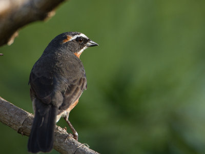 Black-and-rufous Warbling-finch / Zwartrosse boomgors / Poospiza nigrorufa