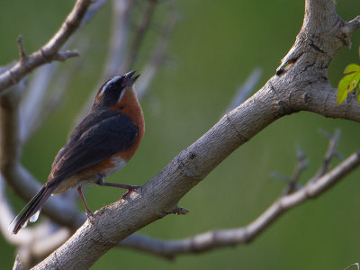 Black-and-rufous Warbling-finch / Zwartrosse boomgors / Poospiza nigrorufa