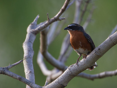 Black-and-rufous Warbling-finch / Zwartrosse boomgors / Poospiza nigrorufa
