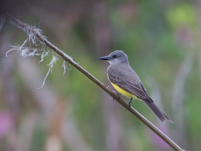 Tropical Kingbird / Tropische koningstiran / Tyrannus melancholicus