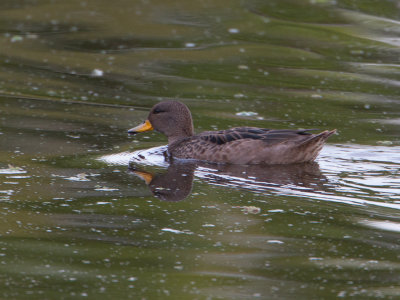 Speckled Teal / Chileense Taling / Anas flavirostris