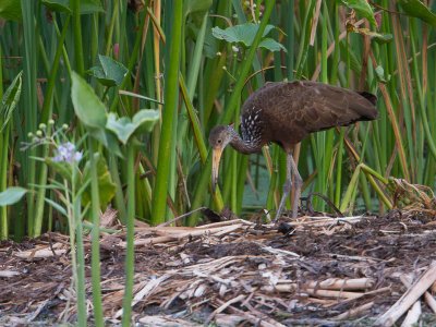 Limpkin / Koerlan / Aramus guarauna