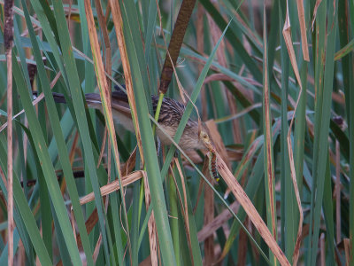 Guira Cuckoo / Guirakoekoek / Guira guira