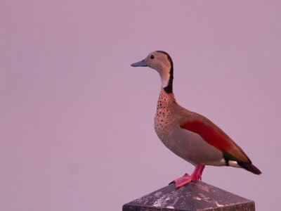 White-faced Whistling-Duck / Witwangfluiteend / Dendrocygna viduata