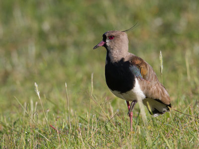 Southern Lapwing / Chileens kievit / Vanellus chilensis