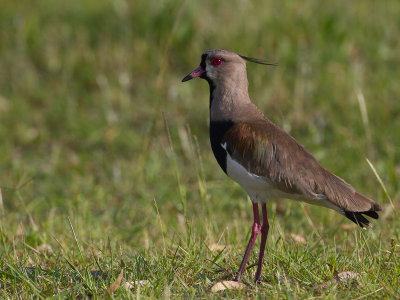 Southern Lapwing / Chileens kievit / Vanellus chilensis