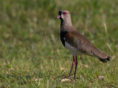 Southern Lapwing / Chileens kievit / Vanellus chilensis