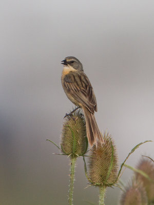 Long-tailed Reed Finch / Witbrauwgrasgors / Donacospiza albifrons
