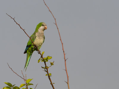 Monk Parakeet / Monniksparkiet / Myiopsitta monachus