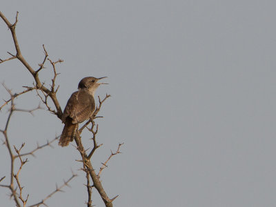 House Wren / Huiswinterkoning / Troglodytes aedon