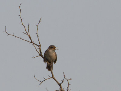 House Wren / Huiswinterkoning / Troglodytes aedon