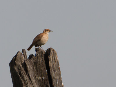 Rufous Hornero / Rosse ovenvogel (Furnarius rufus