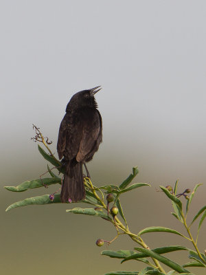 Unicoloured blackbird / Moerastroepiaal / Agelasticus cyanopus