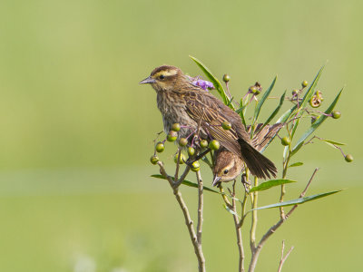 Yellow-winged Blackbird / Geelboegtroepiaal / Agelasticus thilius