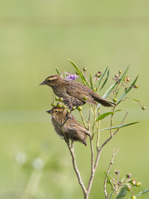 Yellow-winged Blackbird / Geelboegtroepiaal / Agelasticus thilius