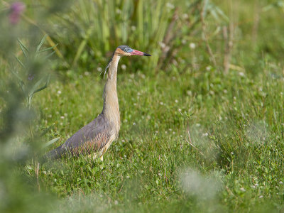 Whistling Heron / Fluitreiger / Syrigma sibilatrix