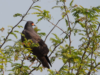 Snail Kite / Slakkenwouw / Rostrhamus sociabilis