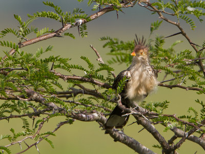 Guira Cuckoo / Guirakoekoek / Guira guira