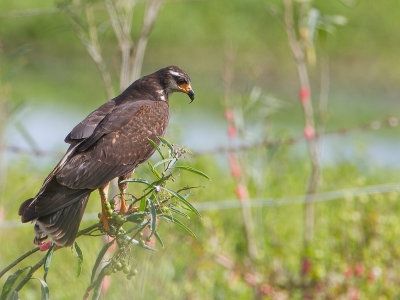 Snail Kite / Slakkenwouw / Rostrhamus sociabilis