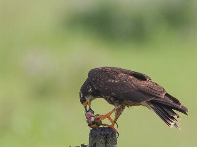 Snail Kite / Slakkenwouw / Rostrhamus sociabilis