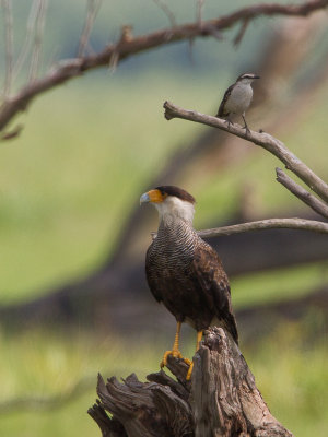 Crested Caracara / Kuifcaracara / Caracara plancus