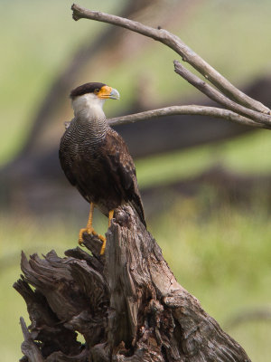 Crested Caracara / Kuifcaracara / Caracara plancus