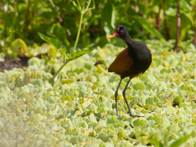 Wattled Jacana / Leljacana / Jacana jacana