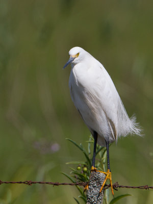 Snowy Egret / Amerikaanse kleine zilverreiger / Egretta thula