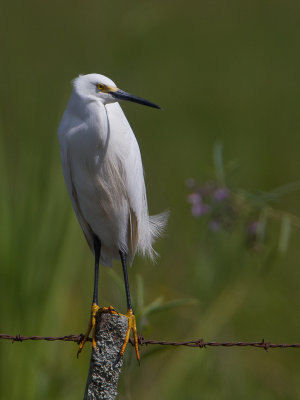 Snowy Egret / Amerikaanse kleine zilverreiger / Egretta thula