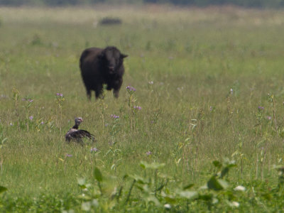 Southern Screamer / Kuifhoenderkoet / Chauna torquata