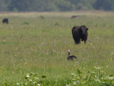 Southern Screamer / Kuifhoenderkoet / Chauna torquata