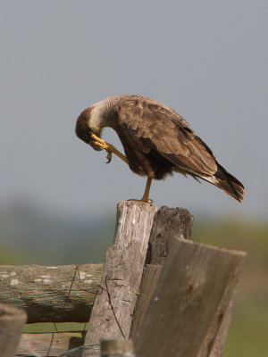 Crested Caracara / Kuifcaracara / Caracara plancus