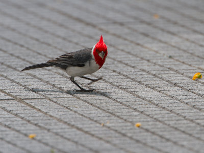 Red-crested Cardinal / Roodkuifkardinaal / Paroaria coronata