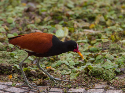 Wattled Jacana / Leljacana / Jacana jacana