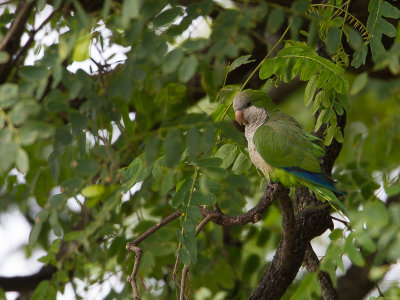 Monk Parakeet / Monniksparkiet / Myiopsitta monachus