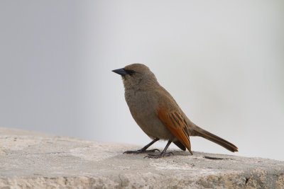 Baywing / Bruine koevogel / Agelaioides badius