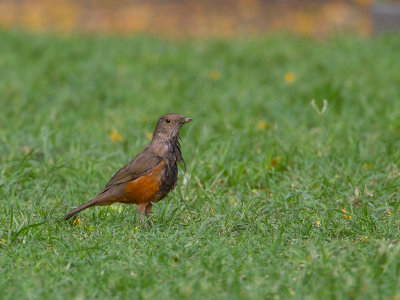Rufous-bellied Trush / Roodbuiklijster / Turdus rufiventris