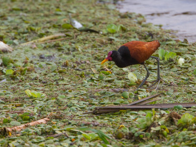 Wattled Jacana / Leljacana / Jacana jacana