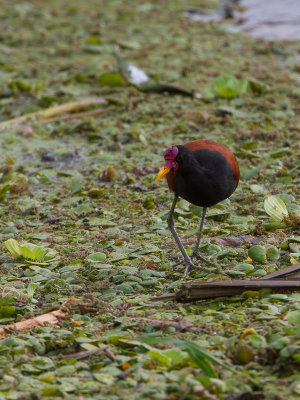 Wattled Jacana / Leljacana / Jacana jacana