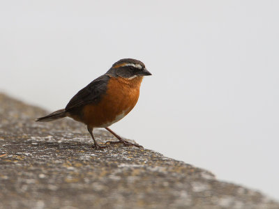 Black-and-rufous Warbling-finch / Zwartrosse boomgors / Poospiza nigrorufa