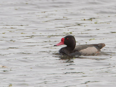 Rosy-billed Pochard / Peposaka-eend / Netta peposaca