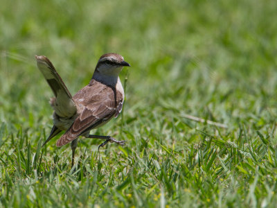 Chalk-browed Mockingbird / Camposspotlijster / Mimus saturninus