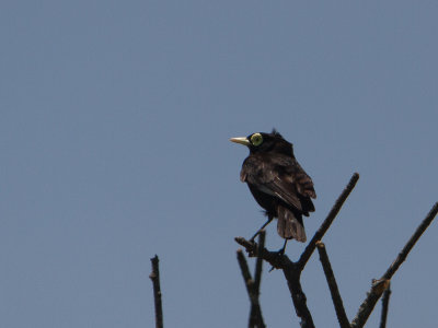 Spectacled Tyrant / Briltiran / Hymenops perspicillatus