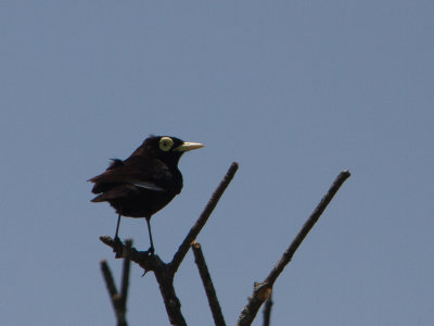 Spectacled Tyrant / Briltiran / Hymenops perspicillatus