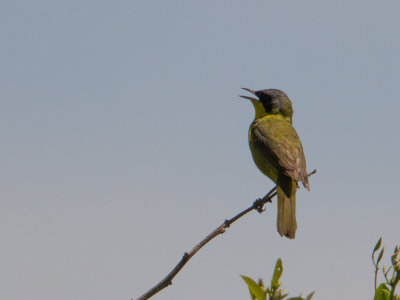 Masked Yellowthroat / Zuid-Amerikaanse maskerzanger / Geothlypis aequinoctialis