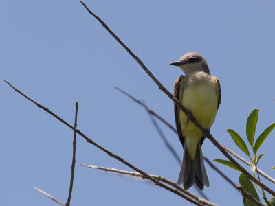 Tropical Kingbird / Tropische koningstiran / Tyrannus melancholicus