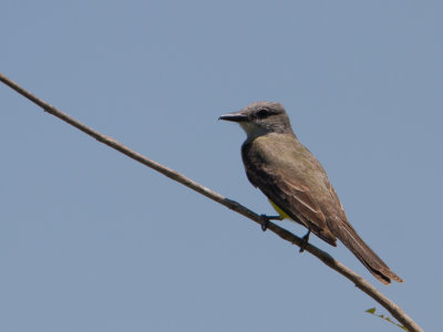 Tropical Kingbird / Tropische koningstiran / Tyrannus melancholicus