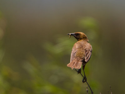 Brown-and-yellow Marshbird / Bruine watertroepiaal / Pseudoleistes virescens